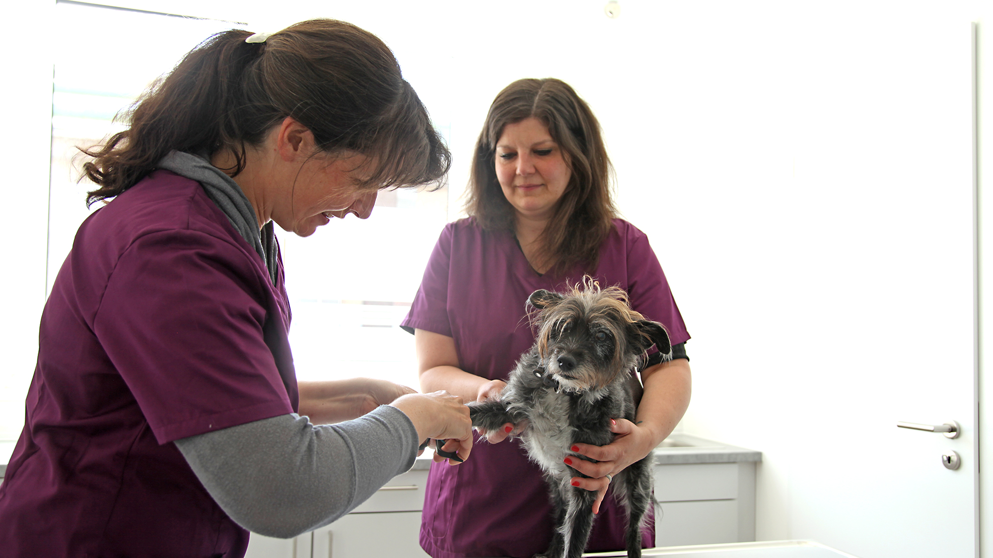 tierarztpraxis areal boehler behandlung hund