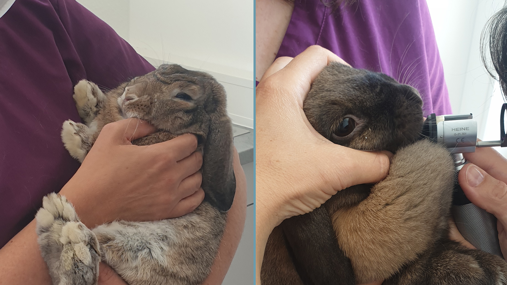 tierarzt behandlung kleintier